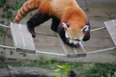 {biotropica} Visite du 22 juin 2015 : Bon anniversaire Ying (le panda roux) ! (46) Ying, le panda roux