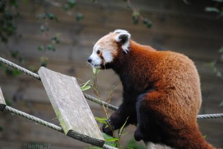 {biotropica} Visite du 22 juin 2015 : Bon anniversaire Ying (le panda roux) ! (14) Ying, le panda roux
