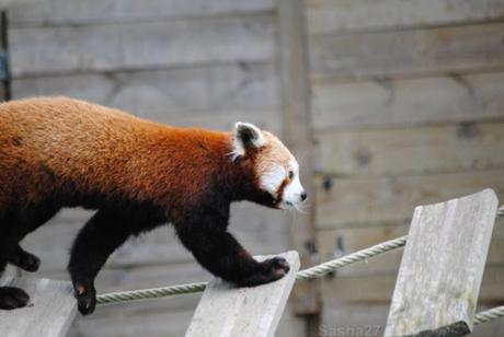 {biotropica} Visite du 22 juin 2015 : Bon anniversaire Ying (le panda roux) ! (45) Ying, le panda roux
