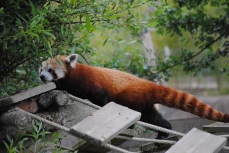 {biotropica} Visite du 22 juin 2015 : Bon anniversaire Ying (le panda roux) ! (42) Ying, le panda roux