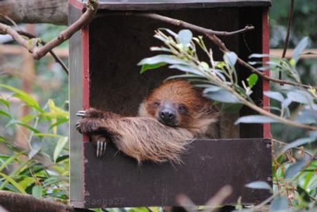 {biotropica} Visite du 22 juin 2015 : Bon anniversaire Ying (le panda roux) ! (5) Le paresseux à deux doigts.