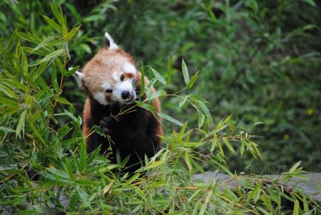 {biotropica} Visite du 22 juin 2015 : Bon anniversaire Ying (le panda roux) ! (23) Ying, le panda roux
