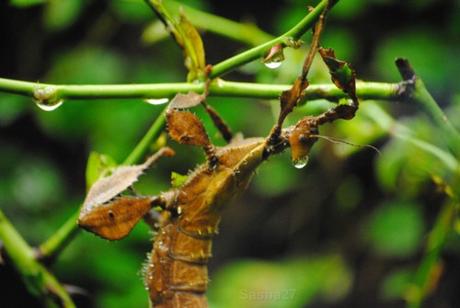 {biotropica} Visite du 22 juin 2015 : Bon anniversaire Ying (le panda roux) ! (1) La femelle phasme scorpion.