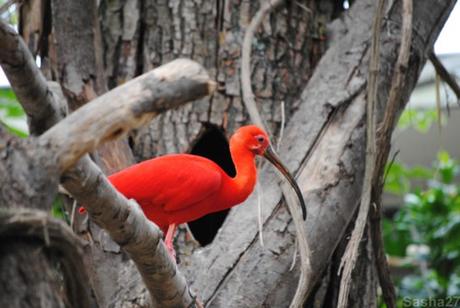 {biotropica} Visite du 22 juin 2015 : Bon anniversaire Ying (le panda roux) ! (1) L'ibis rouge.
