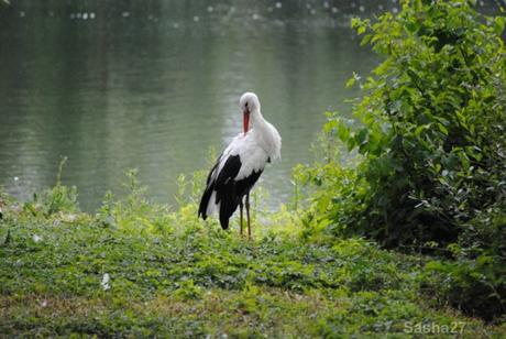 {biotropica} Visite du 22 juin 2015 : Bon anniversaire Ying (le panda roux) ! (1) La cigogne blanche.
