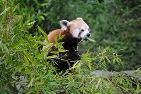 {biotropica} Visite du 22 juin 2015 : Bon anniversaire Ying (le panda roux) ! (31) Ying, le panda roux