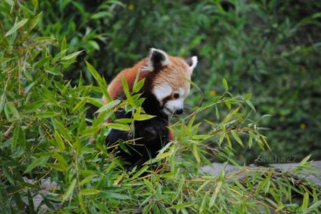 {biotropica} Visite du 22 juin 2015 : Bon anniversaire Ying (le panda roux) ! (28) Ying, le panda roux