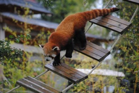 {biotropica} Visite du 22 juin 2015 : Bon anniversaire Ying (le panda roux) ! (40) Ying, le panda roux