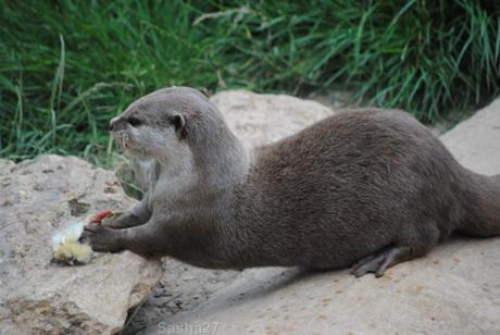 {biotropica} Visite du 22 juin 2015 : Bon anniversaire Ying (le panda roux) ! (7) La loutre naine d'Asie.