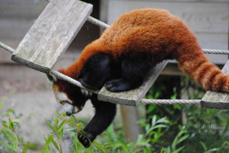 {biotropica} Visite du 22 juin 2015 : Bon anniversaire Ying (le panda roux) ! (9) Ying, le panda roux