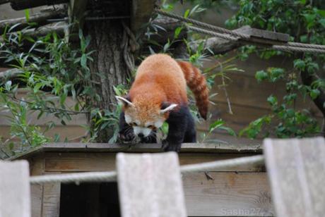 {biotropica} Visite du 22 juin 2015 : Bon anniversaire Ying (le panda roux) ! (19) Ying, le panda roux