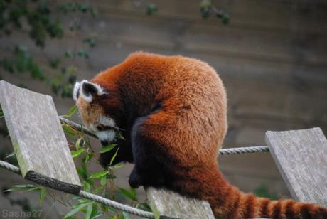 {biotropica} Visite du 22 juin 2015 : Bon anniversaire Ying (le panda roux) ! (13) Ying, le panda roux