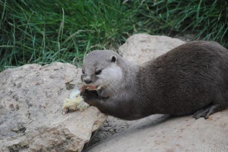 {biotropica} Visite du 22 juin 2015 : Bon anniversaire Ying (le panda roux) ! (6) La loutre naine d'Asie.
