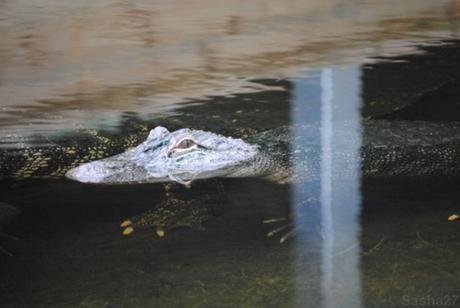 {biotropica} Visite du 22 juin 2015 : Bon anniversaire Ying (le panda roux) ! (2) L'alligator du Mississippi.