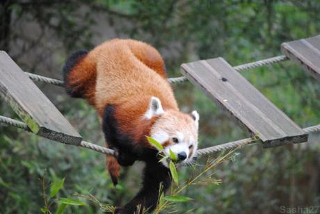 {biotropica} Visite du 22 juin 2015 : Bon anniversaire Ying (le panda roux) ! (55) Ying, le panda roux