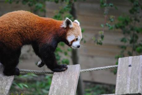 {biotropica} Visite du 22 juin 2015 : Bon anniversaire Ying (le panda roux) ! (15) Ying, le panda roux