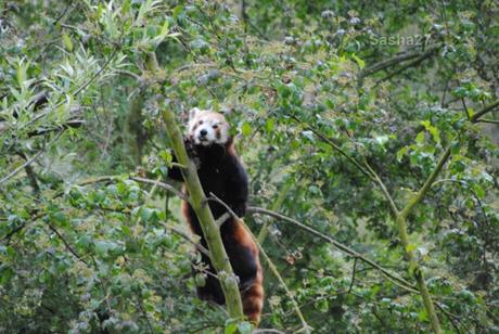 {biotropica} Visite du 22 juin 2015 : Bon anniversaire Ying (le panda roux) ! (37) Ying, le panda roux