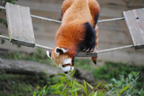 {biotropica} Visite du 22 juin 2015 : Bon anniversaire Ying (le panda roux) ! (48) Ying, le panda roux