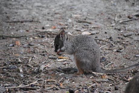 {biotropica} Visite du 22 juin 2015 : Bon anniversaire Ying (le panda roux) ! (5) Le wallaby de Parma.