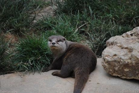 {biotropica} Visite du 22 juin 2015 : Bon anniversaire Ying (le panda roux) ! (9) La loutre naine d'Asie.