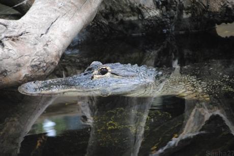 {biotropica} Visite du 22 juin 2015 : Bon anniversaire Ying (le panda roux) ! (1) L'alligator du Mississippi.