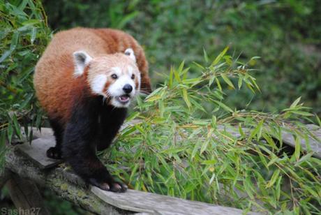 {biotropica} Visite du 22 juin 2015 : Bon anniversaire Ying (le panda roux) ! (6) Ying, le panda roux