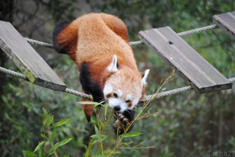 {biotropica} Visite du 22 juin 2015 : Bon anniversaire Ying (le panda roux) ! (57) Ying, le panda roux