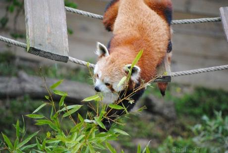 {biotropica} Visite du 22 juin 2015 : Bon anniversaire Ying (le panda roux) ! (52) Ying, le panda roux