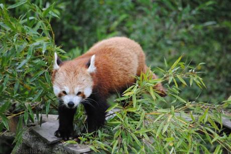 {biotropica} Visite du 22 juin 2015 : Bon anniversaire Ying (le panda roux) ! (5) Ying, le panda roux