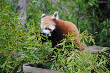 {biotropica} Visite du 22 juin 2015 : Bon anniversaire Ying (le panda roux) ! (32) Ying, le panda roux