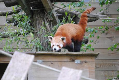 {biotropica} Visite du 22 juin 2015 : Bon anniversaire Ying (le panda roux) ! (2) Ying, le panda roux