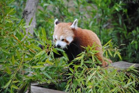 {biotropica} Visite du 22 juin 2015 : Bon anniversaire Ying (le panda roux) ! (34) Ying, le panda roux