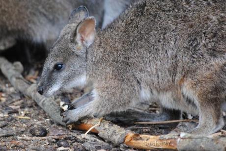 {biotropica} Visite du 22 juin 2015 : Bon anniversaire Ying (le panda roux) ! (8) Le wallaby de Bennett.