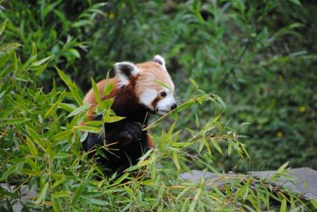 {biotropica} Visite du 22 juin 2015 : Bon anniversaire Ying (le panda roux) ! (29) Ying, le panda roux