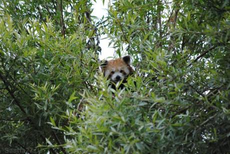 {biotropica} Visite du 22 juin 2015 : Bon anniversaire Ying (le panda roux) ! (1) Ying, le panda roux