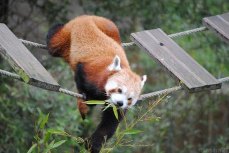 {biotropica} Visite du 22 juin 2015 : Bon anniversaire Ying (le panda roux) ! (56) Ying, le panda roux