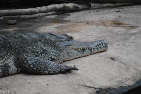 {biotropica} Visite du 22 juin 2015 : Bon anniversaire Ying (le panda roux) ! (2) Le crocodile à museau allongé d'Afrique.