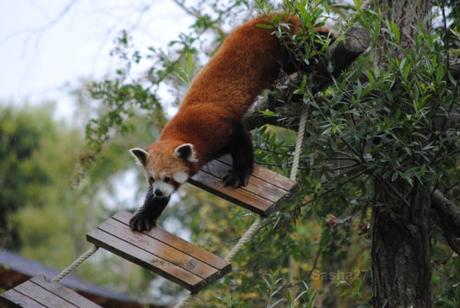 {biotropica} Visite du 22 juin 2015 : Bon anniversaire Ying (le panda roux) ! (39) Ying, le panda roux