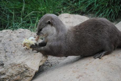 {biotropica} Visite du 22 juin 2015 : Bon anniversaire Ying (le panda roux) ! (5) La loutre naine d'Asie.
