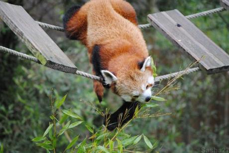 {biotropica} Visite du 22 juin 2015 : Bon anniversaire Ying (le panda roux) ! (54) Ying, le panda roux