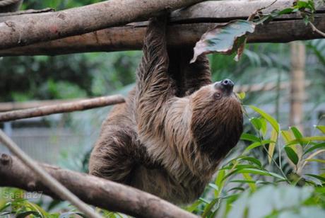{biotropica} Visite du 22 juin 2015 : Bon anniversaire Ying (le panda roux) ! (2) Le paresseux à deux doigts.