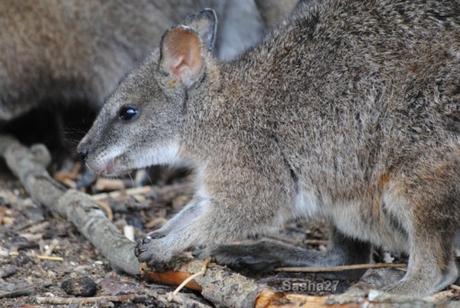 {biotropica} Visite du 22 juin 2015 : Bon anniversaire Ying (le panda roux) ! (9) Le wallaby de Bennett.