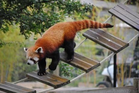 {biotropica} Visite du 22 juin 2015 : Bon anniversaire Ying (le panda roux) ! (41) Ying, le panda roux