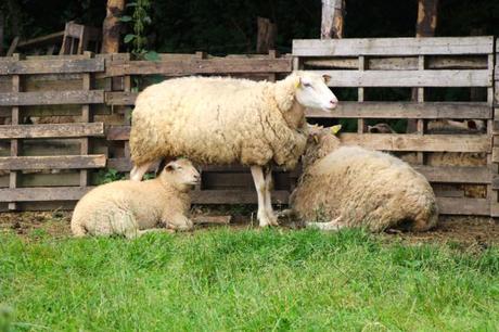 La ferme des Isles : dormir à la ferme en Normandie ferme-des-isles-normandie