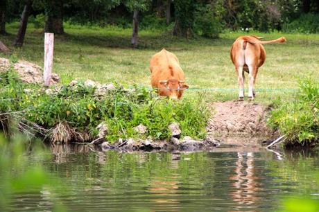 La ferme des Isles : dormir à la ferme en Normandie ferme-des-isles-normandie