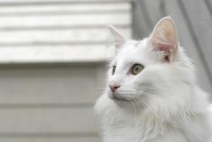 Alimentation de base pour les chats nutrition chat