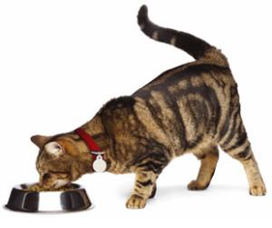 Alimentation de base pour les chats chat qui mange dans une gammelle