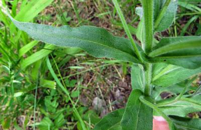 Cynoglossum officinale (Cynoglosse officinale)