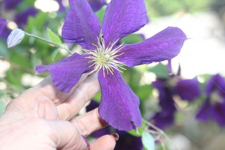 Clematis jackmanii