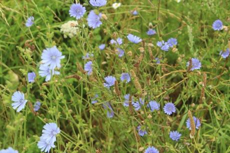 Fleurs d'été